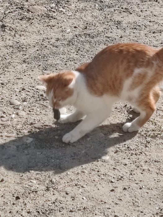 Отдам кота даром бесплатно