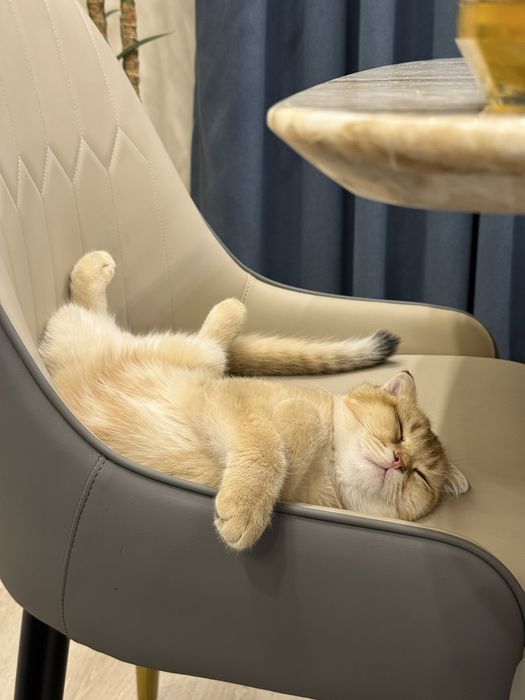 Ищем красивую,читсую жену для пародистово кота