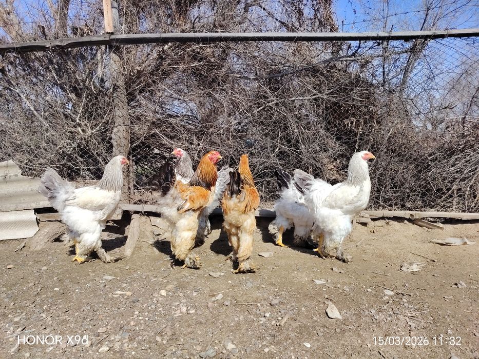 Продам Брамы Петухи.