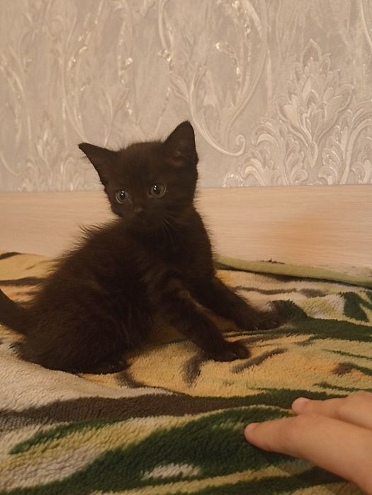 котята и кошка даром срочно