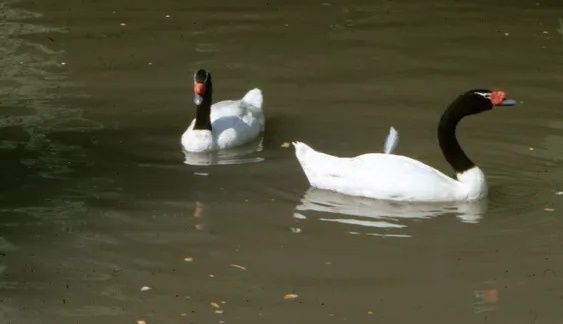 Vând lebede cu gat negru