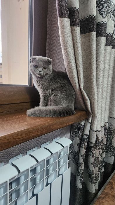 Mushuk4oyliksotiladi