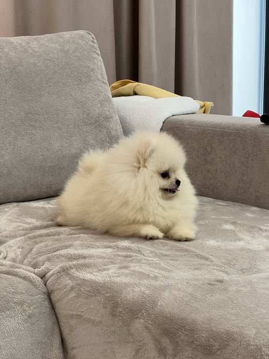 Pomeranian femela - pedigree tip A - parinti campioni