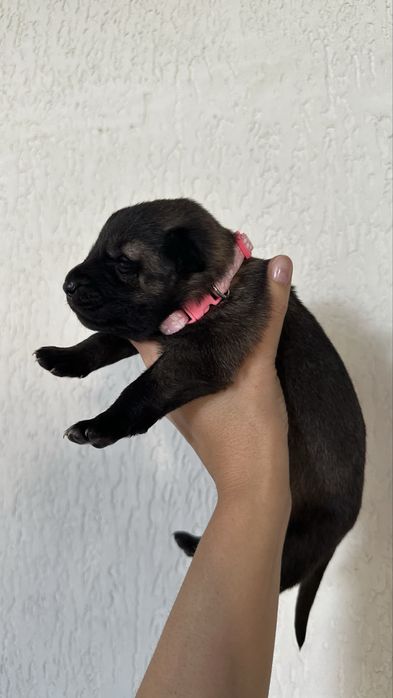 Щенки  бельгийской овчарки