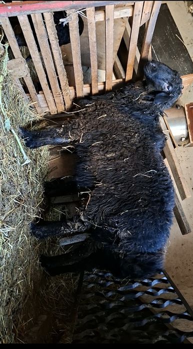 Баран здоровый хороший