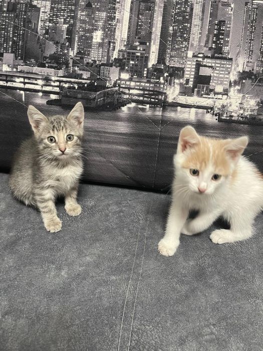 Котёнки маленькие, ручные