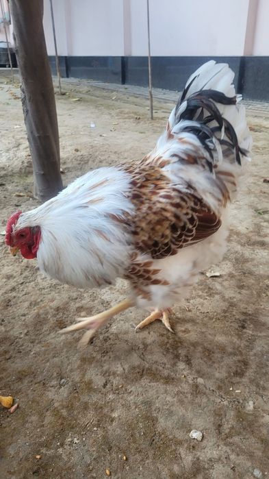 Wyandotte tuxumlari sotiladi