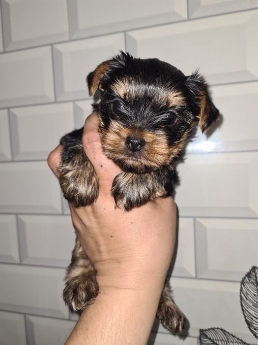 Продам щенков йоркширского терьера.