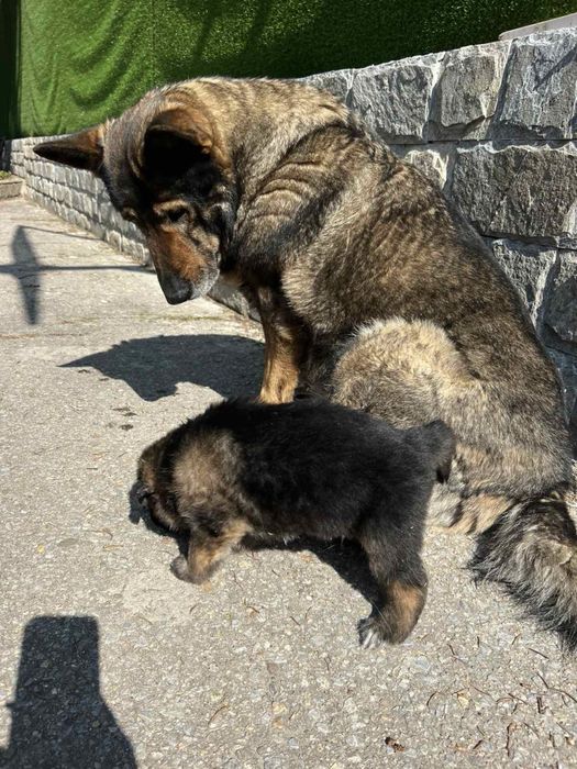 Продавам малки кученца