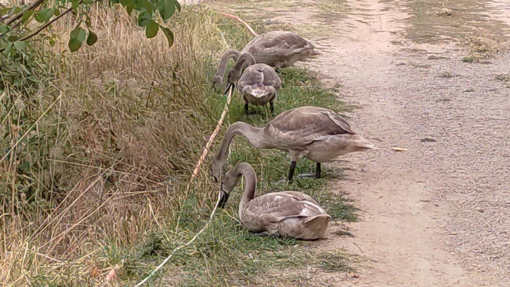 Продается птица: Лебеди