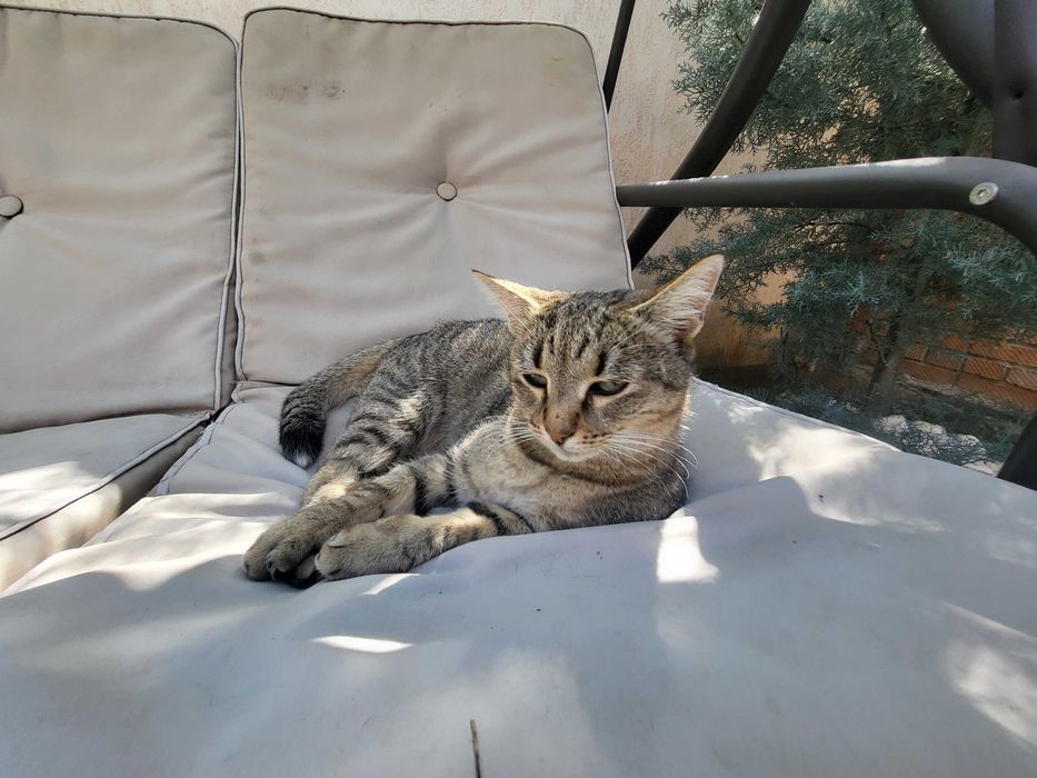 Pisica tabby.