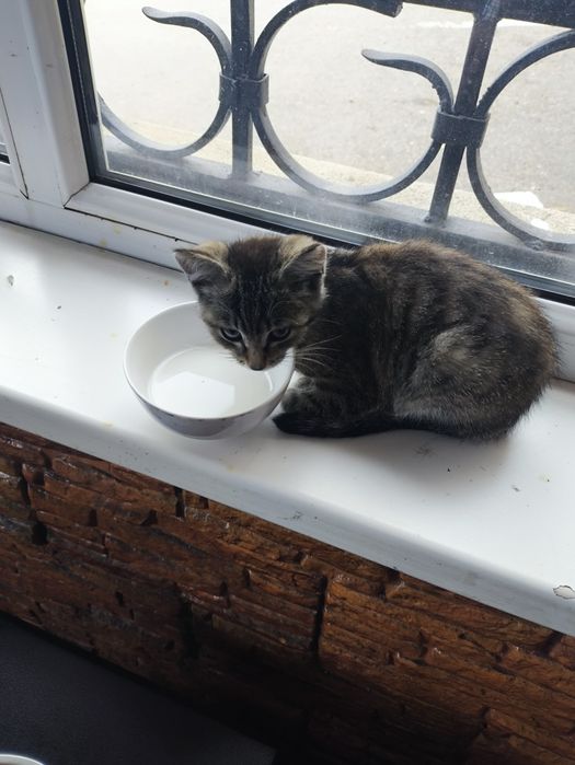 потерялся котёнок