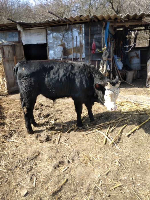 Vând Tăurași De Carne