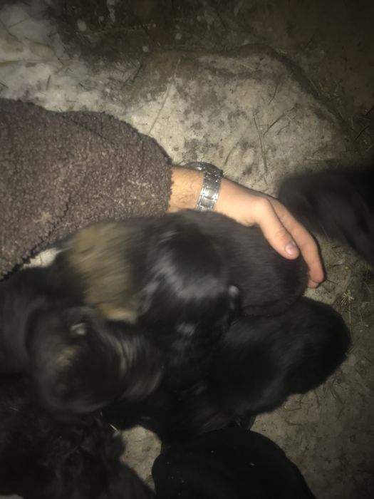 Продаю щенят немцев