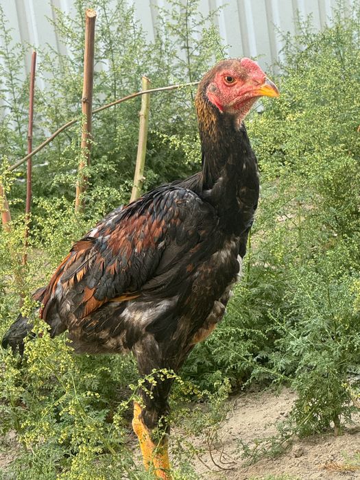 Продаются Даканы