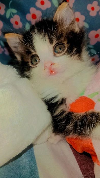 Сладенькая малышка ищет дом.