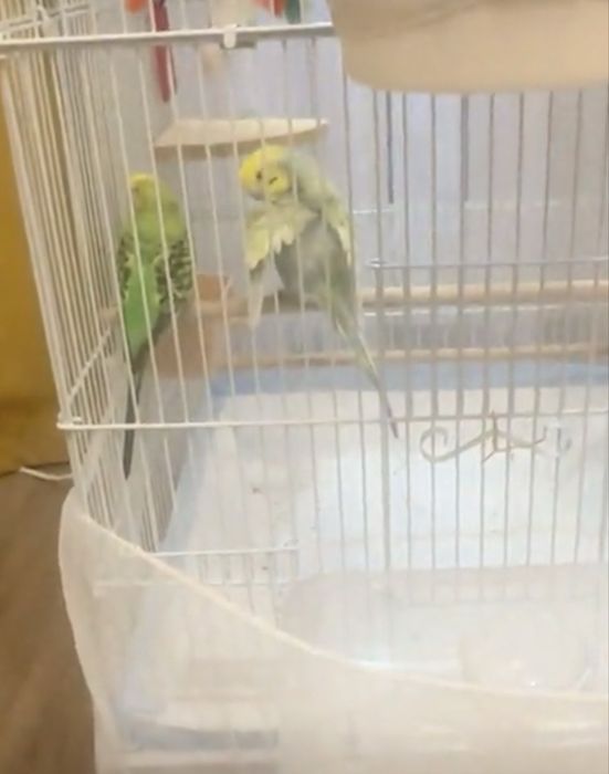 Продаются попугайчики