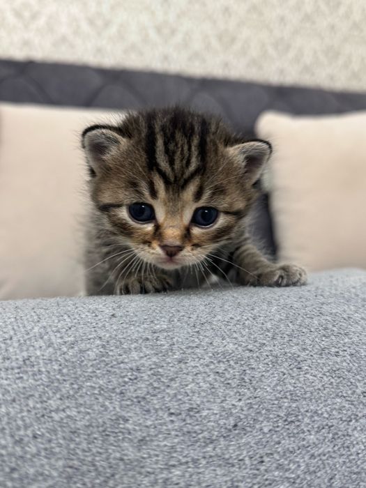 Котята ищят свой дом