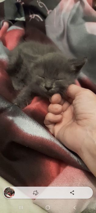Отдам котят в хорошие добрые руки