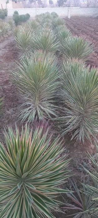 Драцена гулли кучатлар сотилади