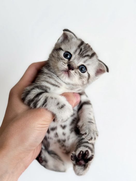 продам шотланских котят