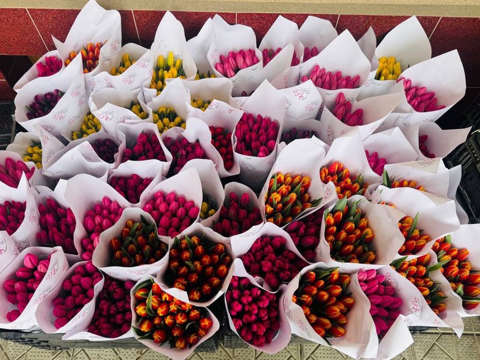 Тюльпаны Оптом 380  от 2000 шт