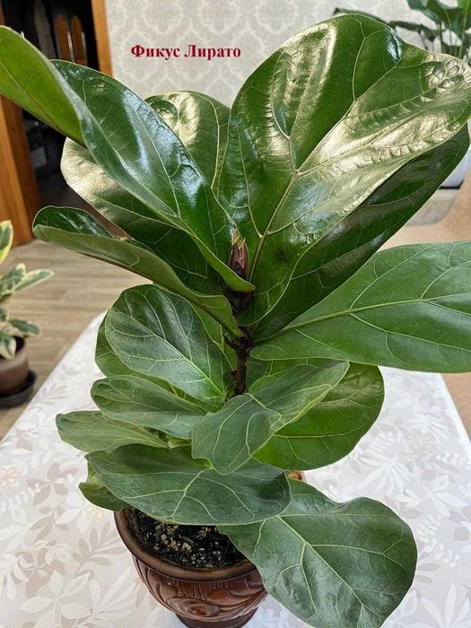 Цветы для дома- приносят удачу