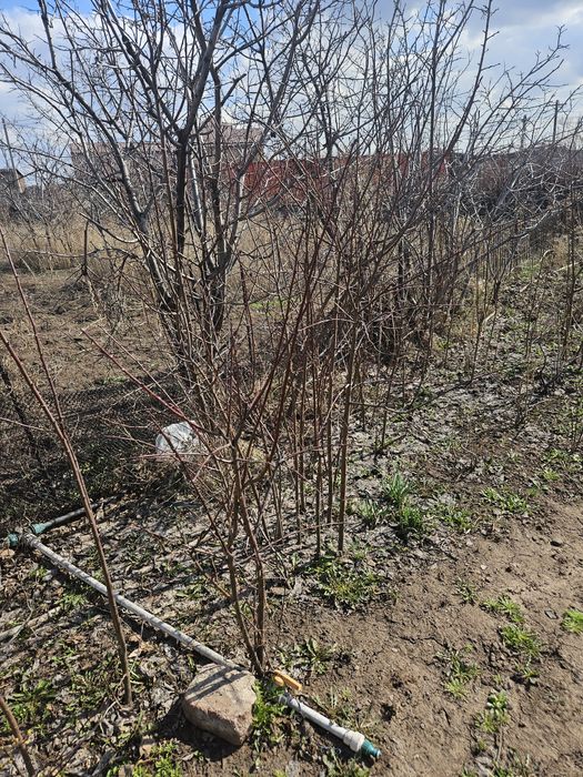 Продаются саженцы