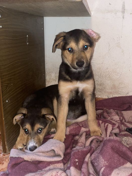 ПОДАРЯВАМ!!две женски кученца