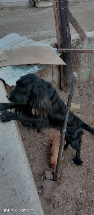 Angliski spanel bollari sotiladi zoti cizti