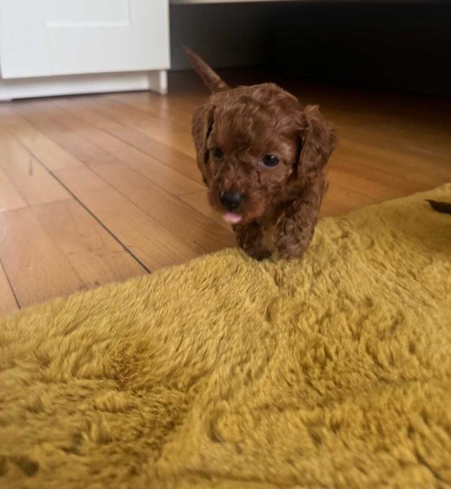 Fetiță Poodle, pui, foarte jucăușă și afectuoasă