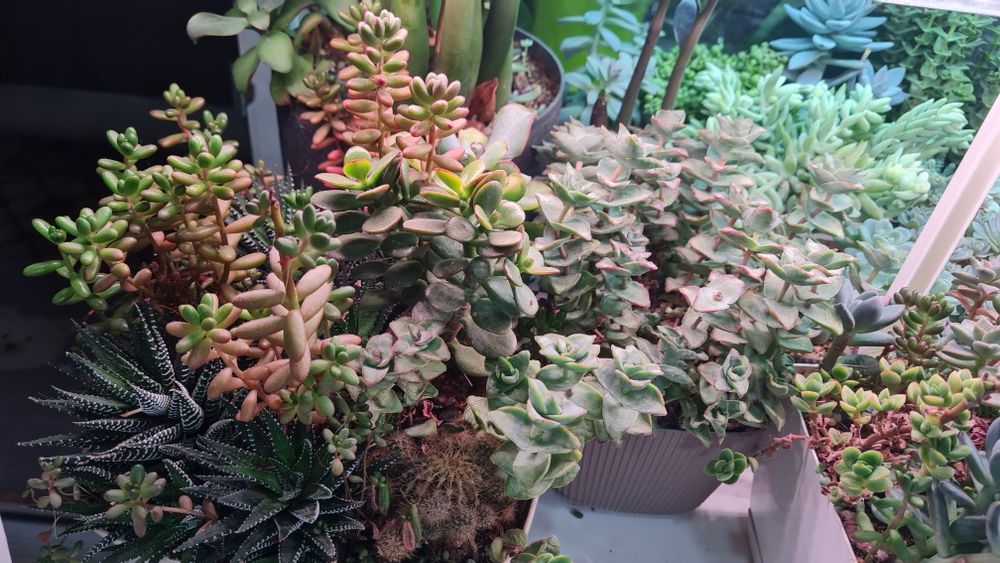 Суккуленты продажа