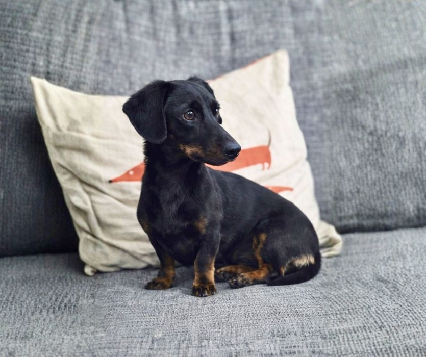 Такса-компаньон для спокойной семьи