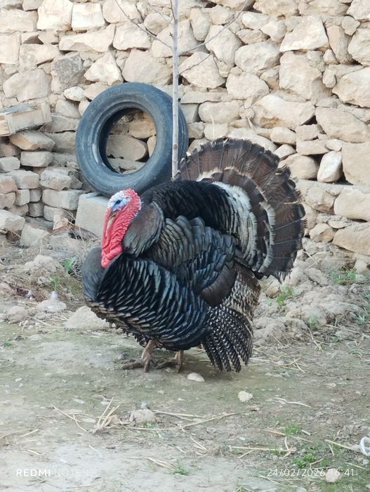 Куркалар сотилади.