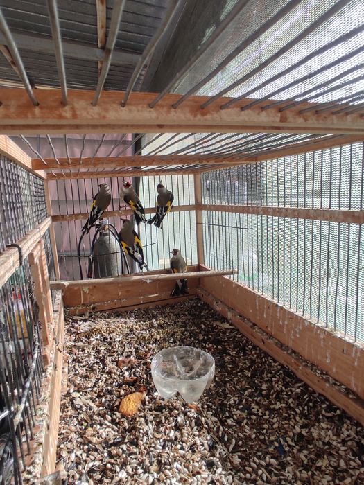 Птица певчая щегол