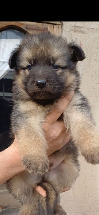 Продаётся щенки Немецкой Овчарки.