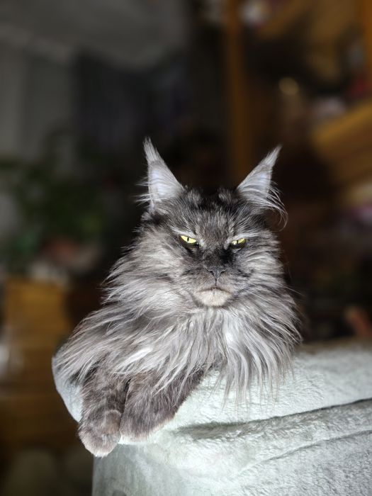 Maine coon Maine coon