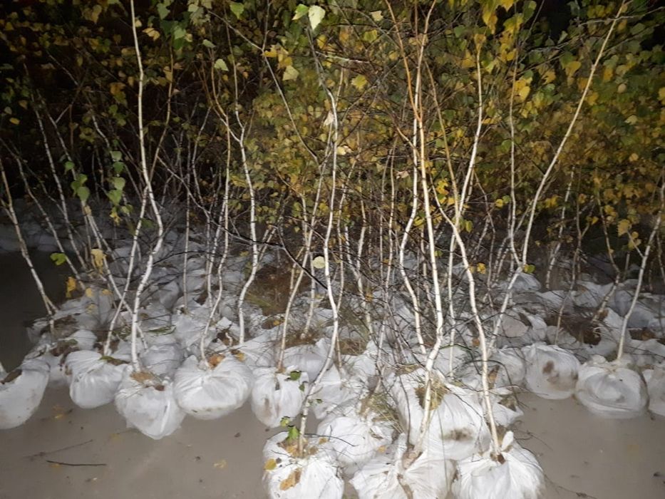 Саженцы березы 9000