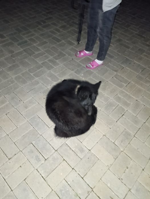 Продам немецкую овчарку!!!