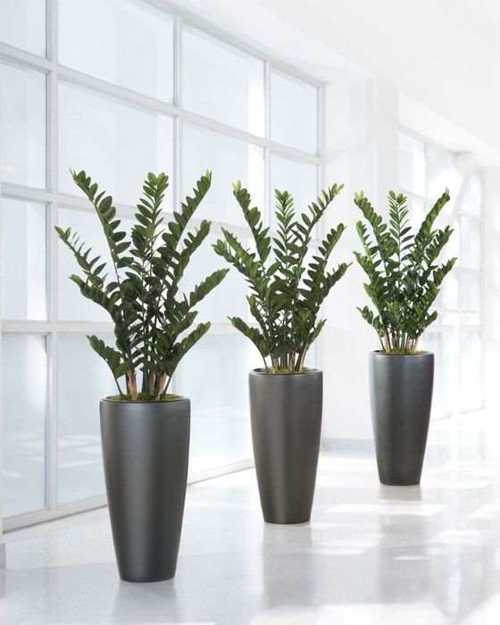 Цветы офисные растения Ofis gullari GUL Оптом!