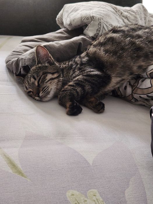 Девочка котёнок 8 месяцев в хорошие руки