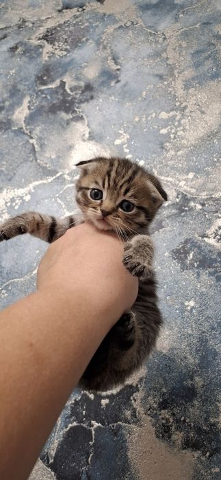 Вислоухие шотландские котята