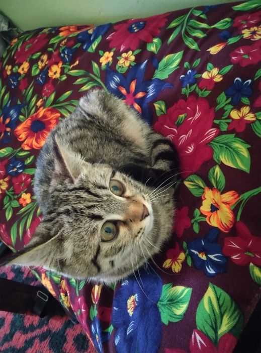 Mushuk damashni chiroylicha