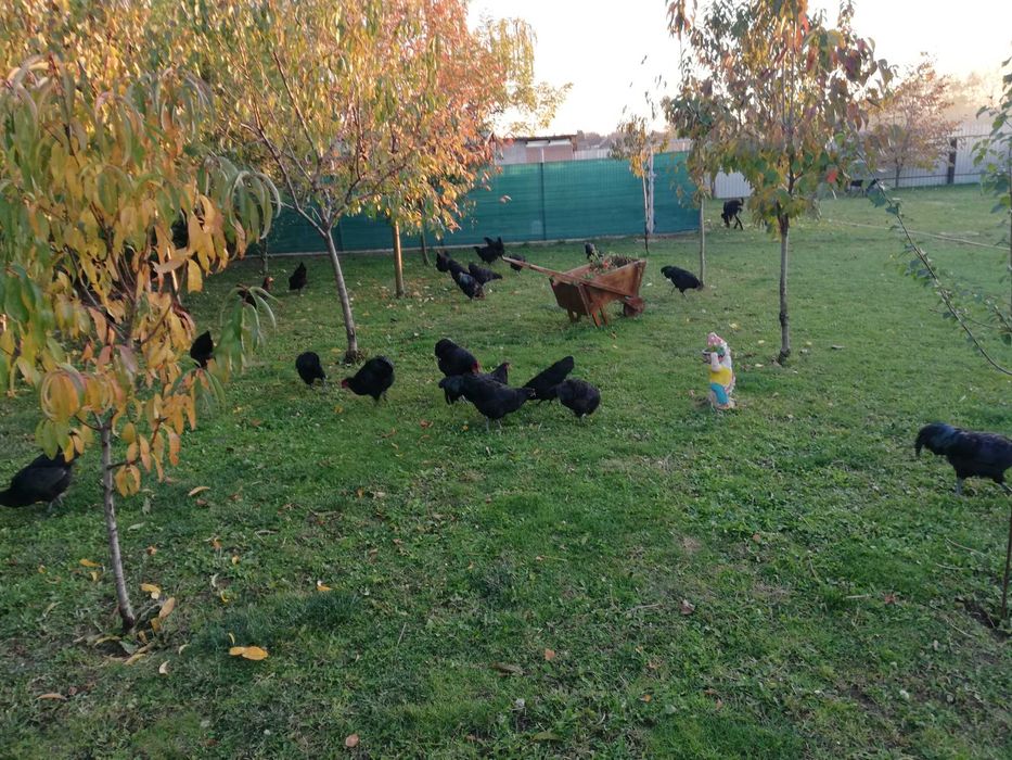 Vând oua pentru incubat din rasa Australorp negru
