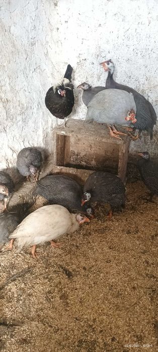 Продавам млади токачки