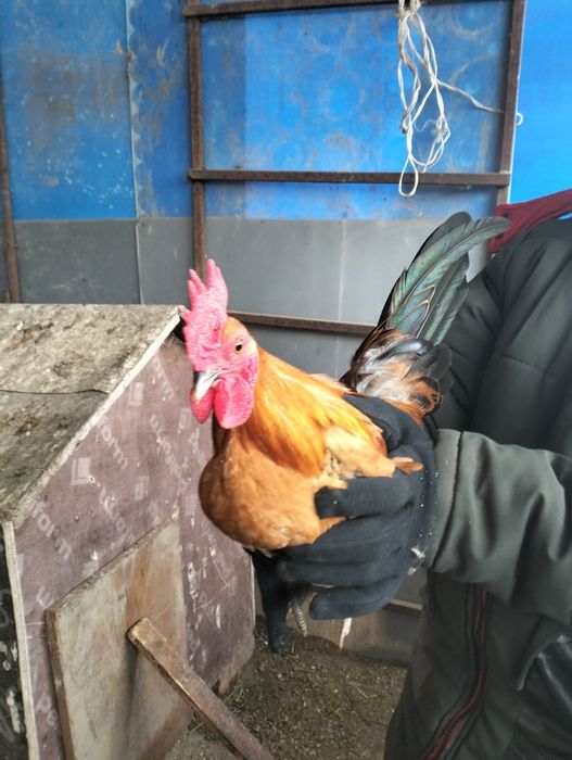 Карликовые петухи