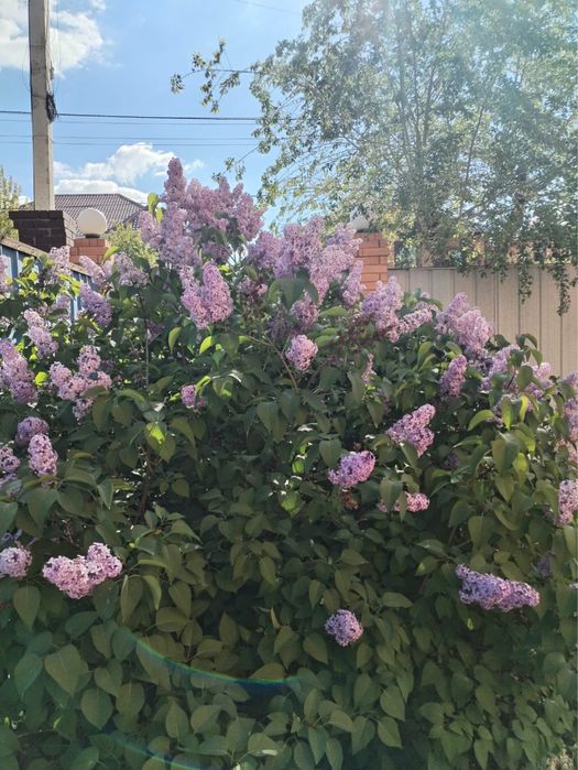 Продам сирень недорого