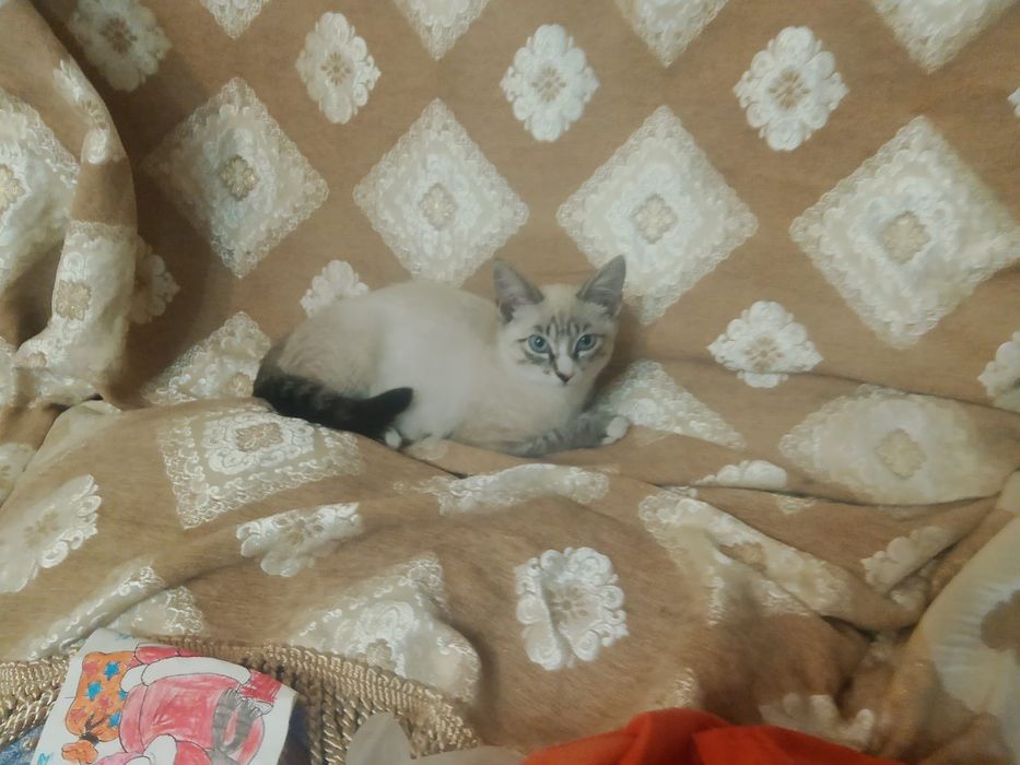 Отдадим бесплатно котят