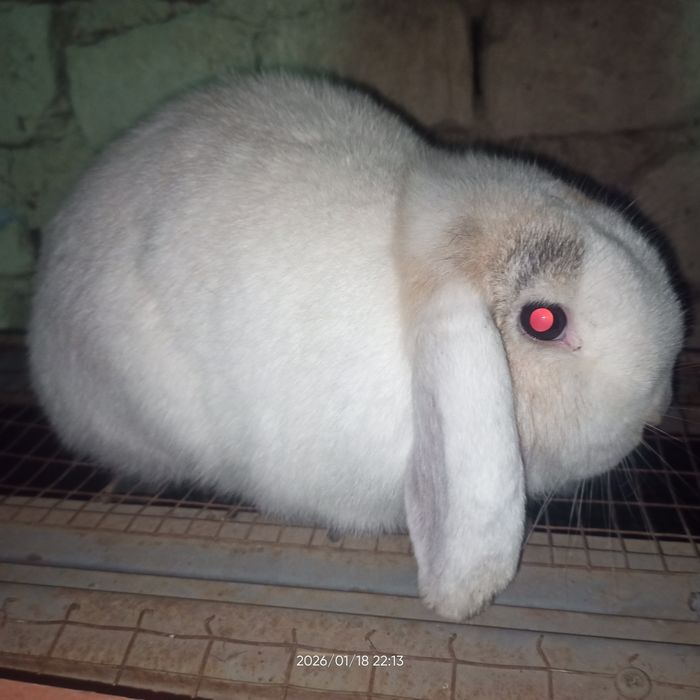 Средний Ф.баранлар