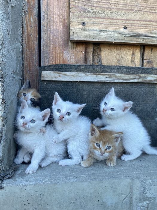 Котята в добрые руки